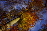 Seasons | Jahreszeiten