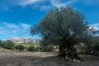 Trees  |  Bäume