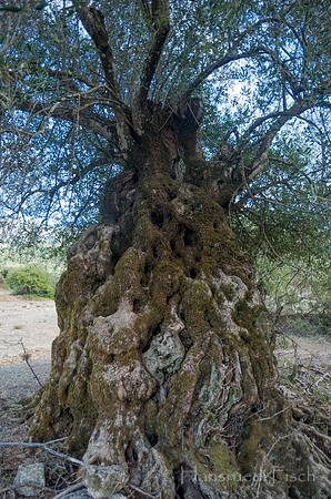 Olive tree near Sami
