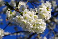 Spring  |  Frühling
