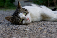 Animals  | Tiere